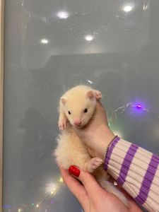 Ручний тхорик