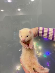 Ручний тхорик