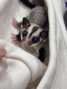 Цукровий поссум, цукрова білка