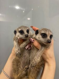 Ручні сурикати, сурикат маленький