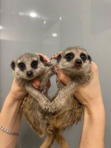 Ручні сурикати, сурикат маленький