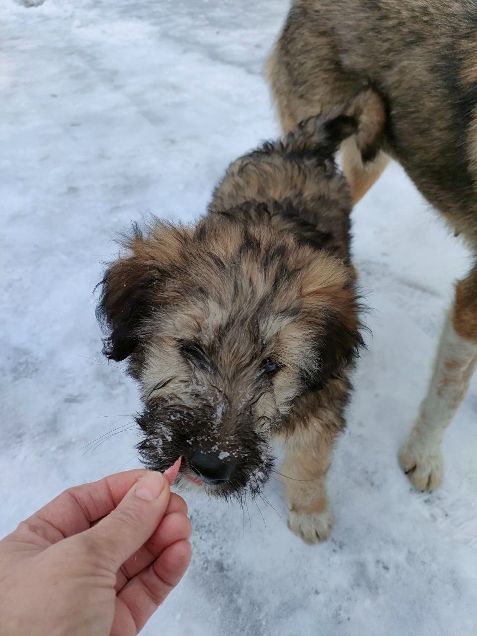 Цуценята в добрі руки