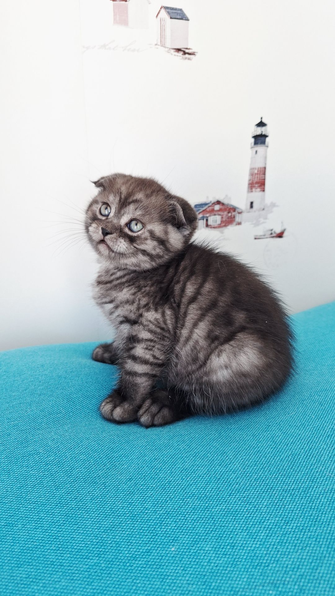 Шотландский висловухий котик хлопчик