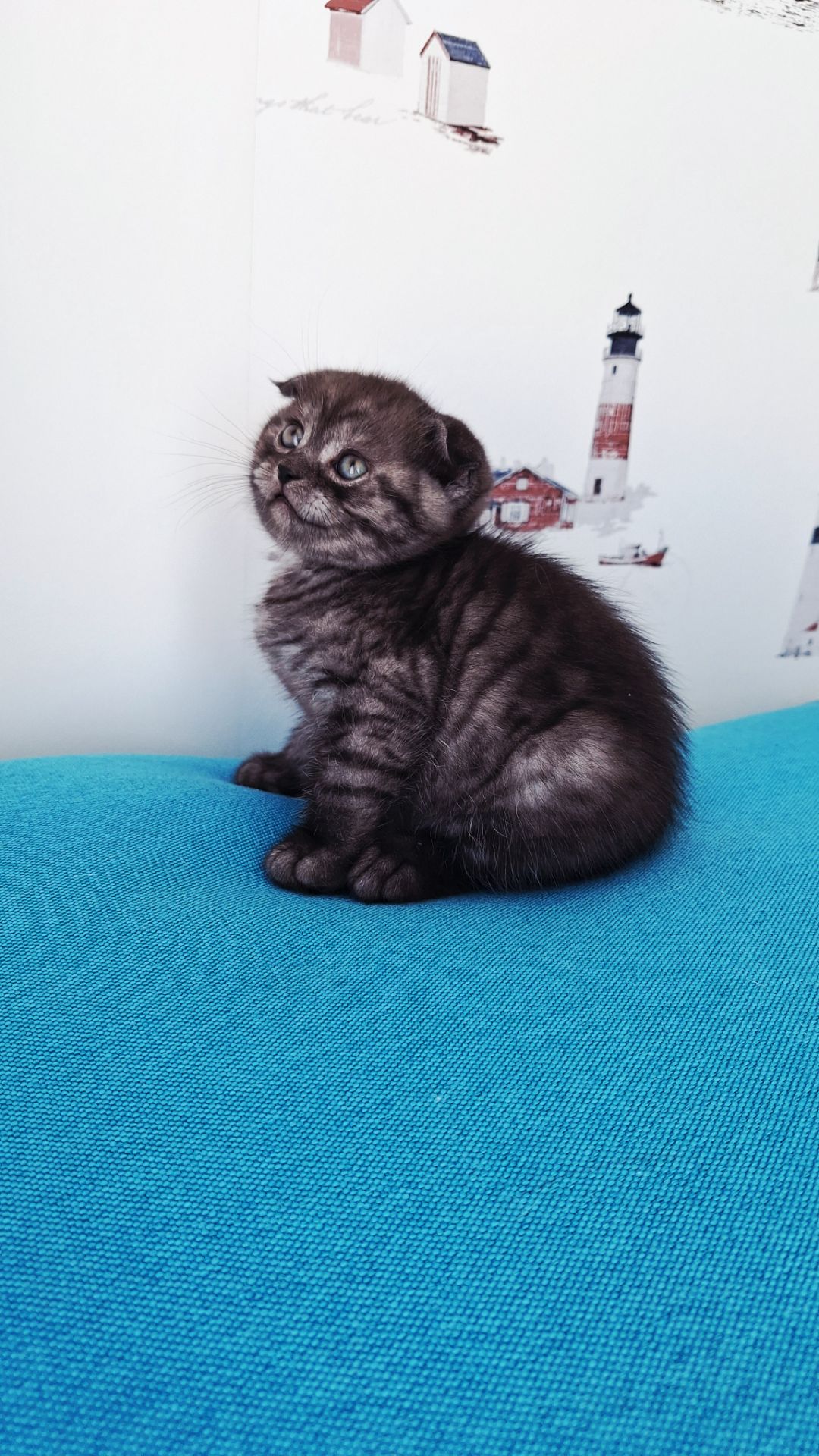 Шотландский висловухий котик хлопчик