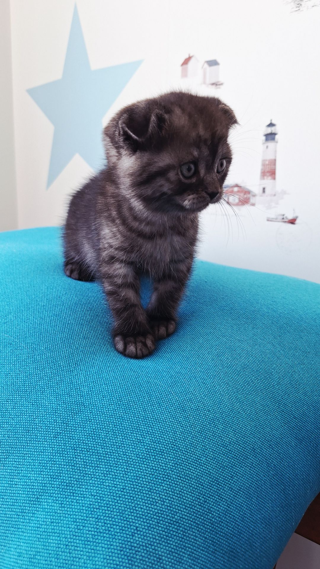 Шотландский висловухий котик хлопчик