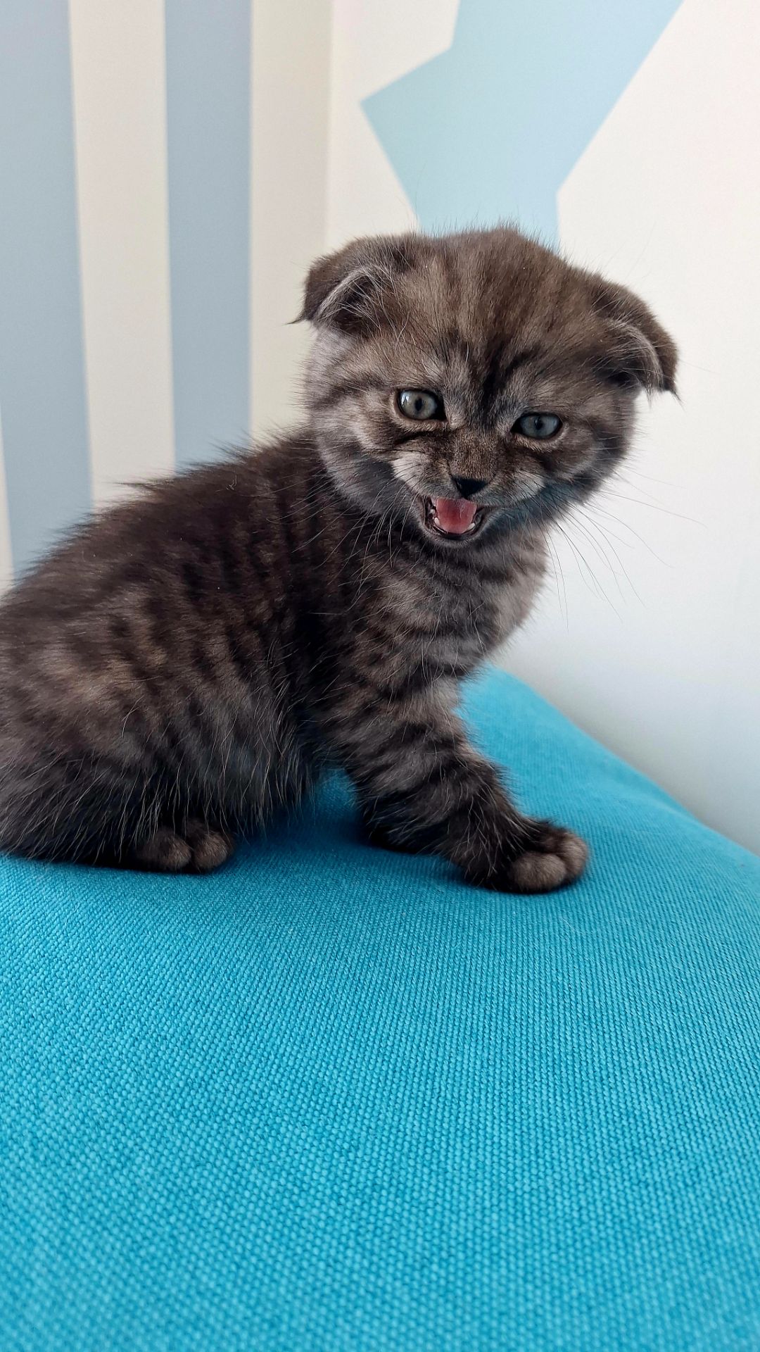 Шотландский висловухий котик хлопчик