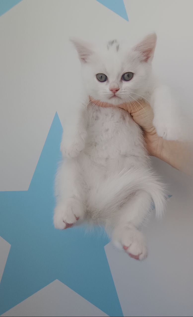 Шотландська прямовуха дівчинка, білого окрасу