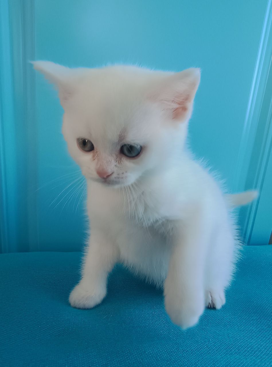 Дівчинка, шотландська прямовуха