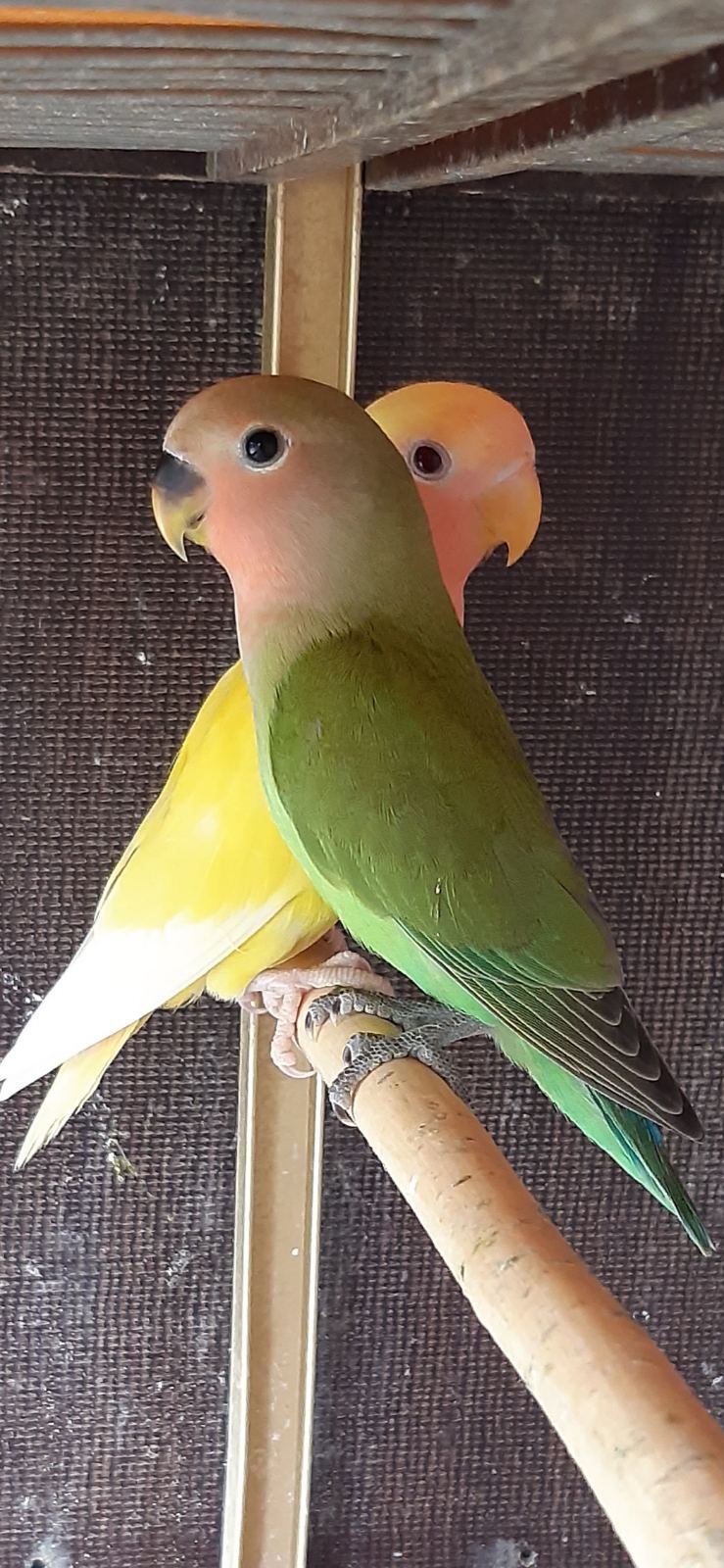 Нерозлучники рожевощокі