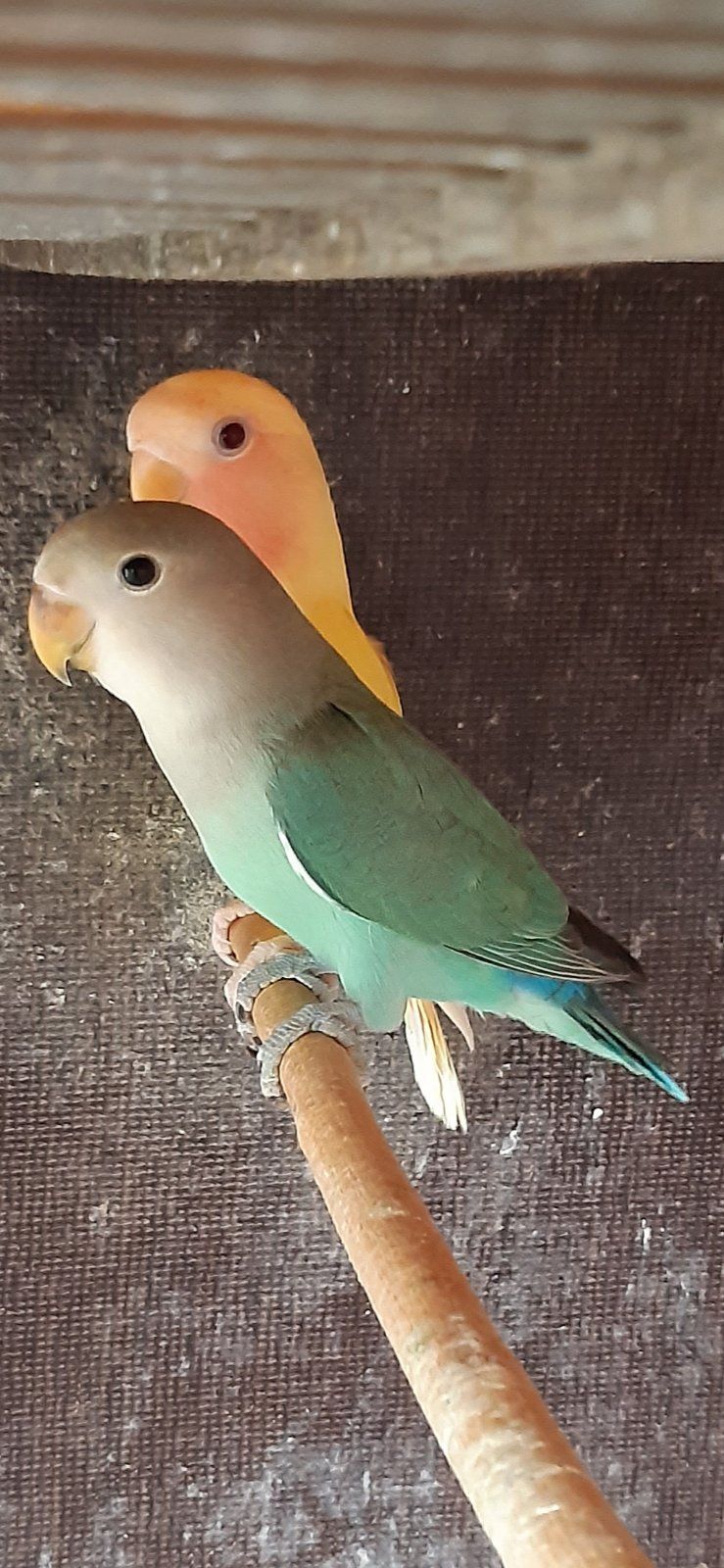 Нерозлучники рожевощокі