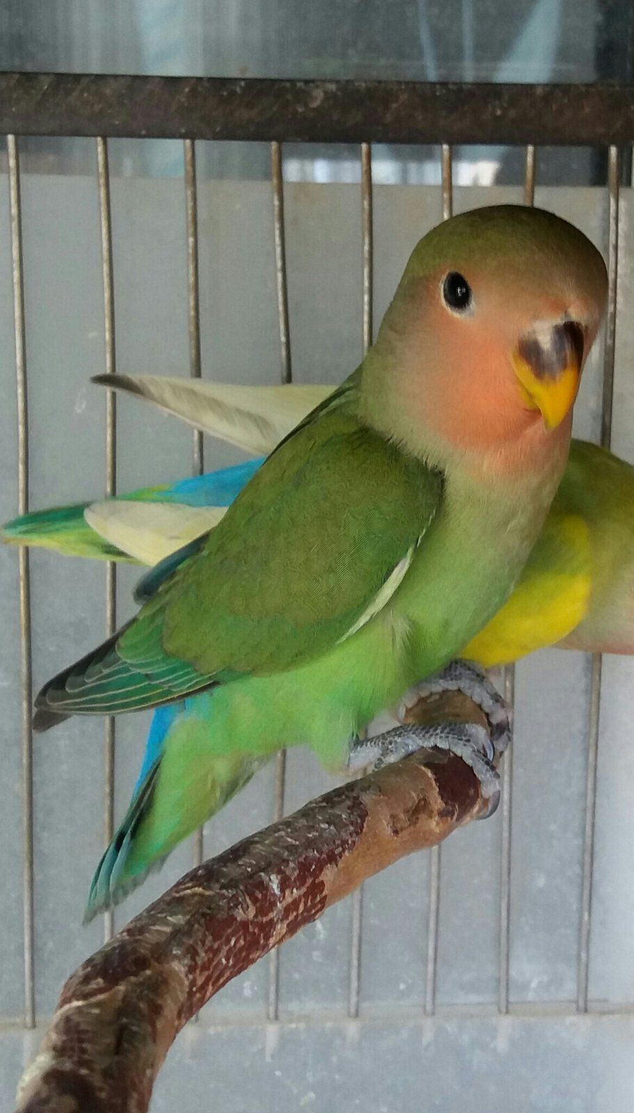 Нерозлучники рожевощокі