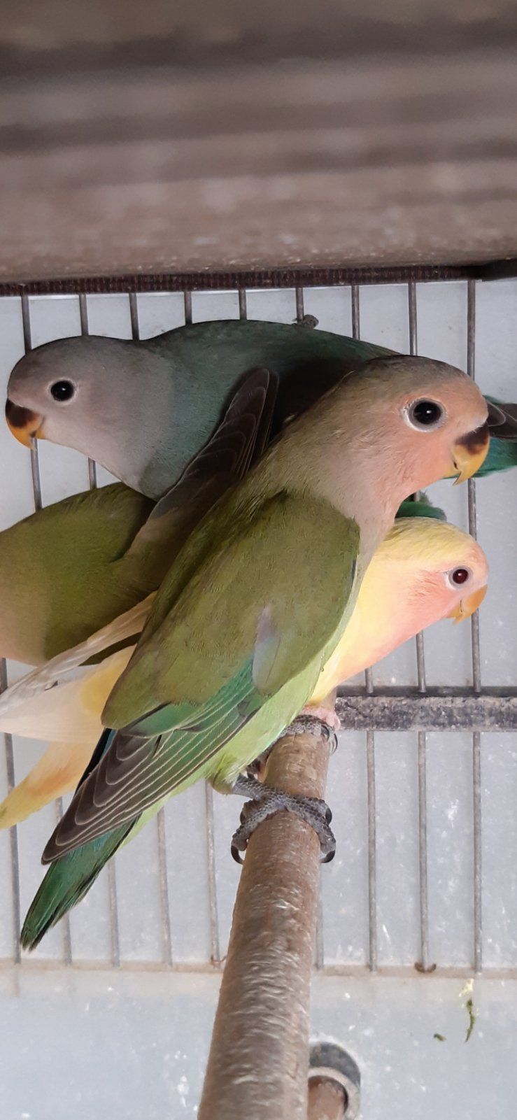 Нерозлучники рожевощокі