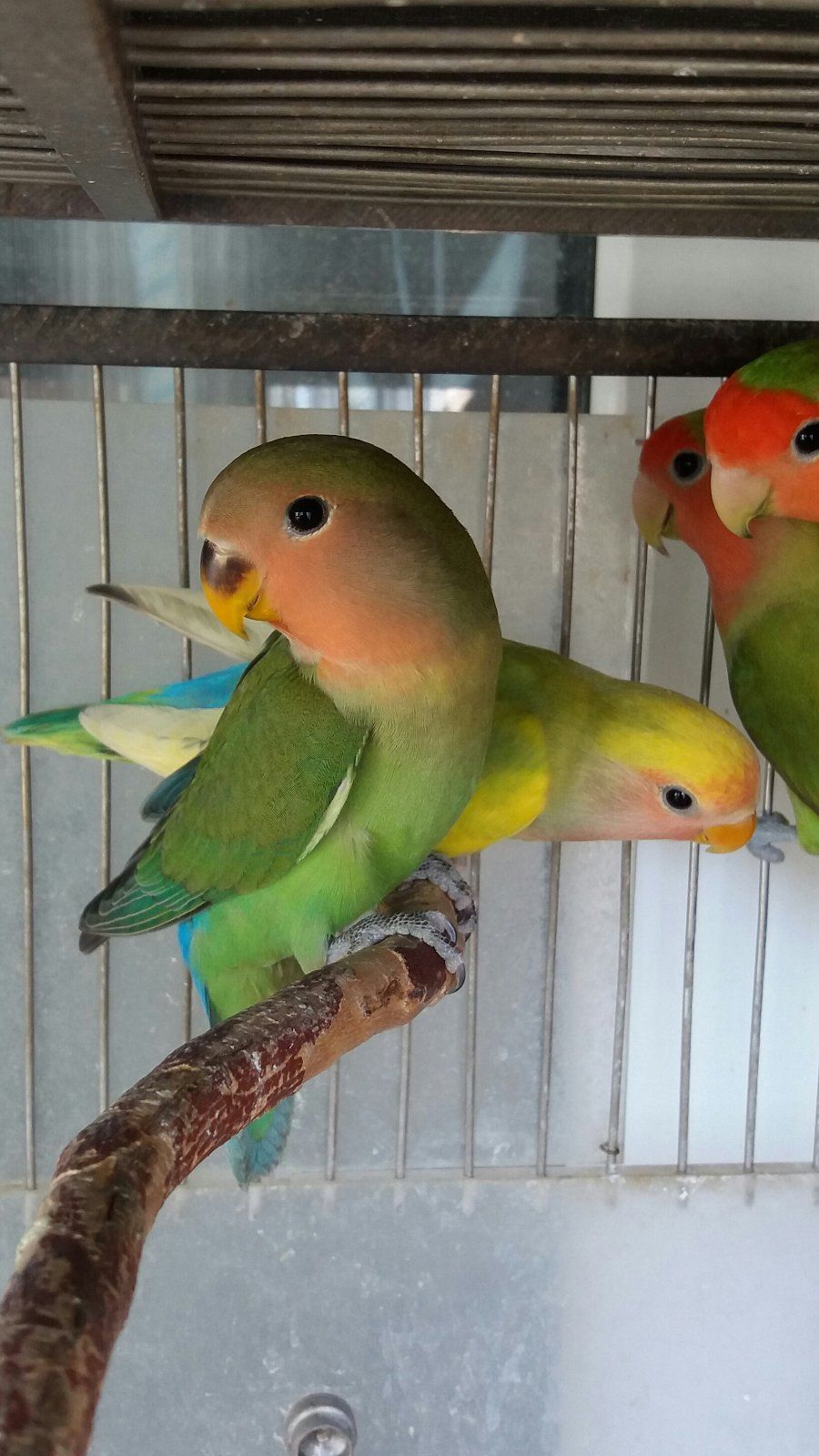 Нерозлучники рожевощокі