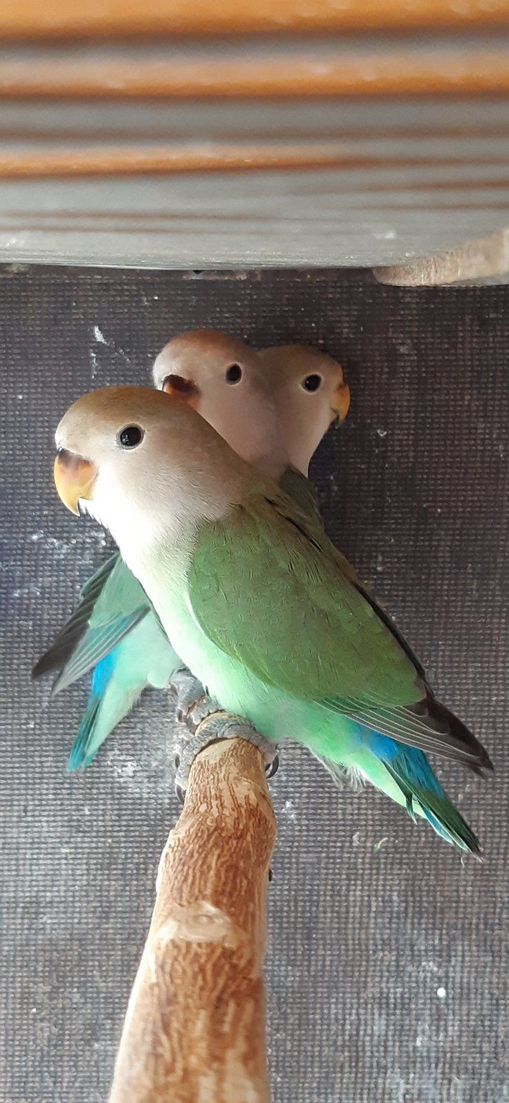 Нерозлучники рожевощокі