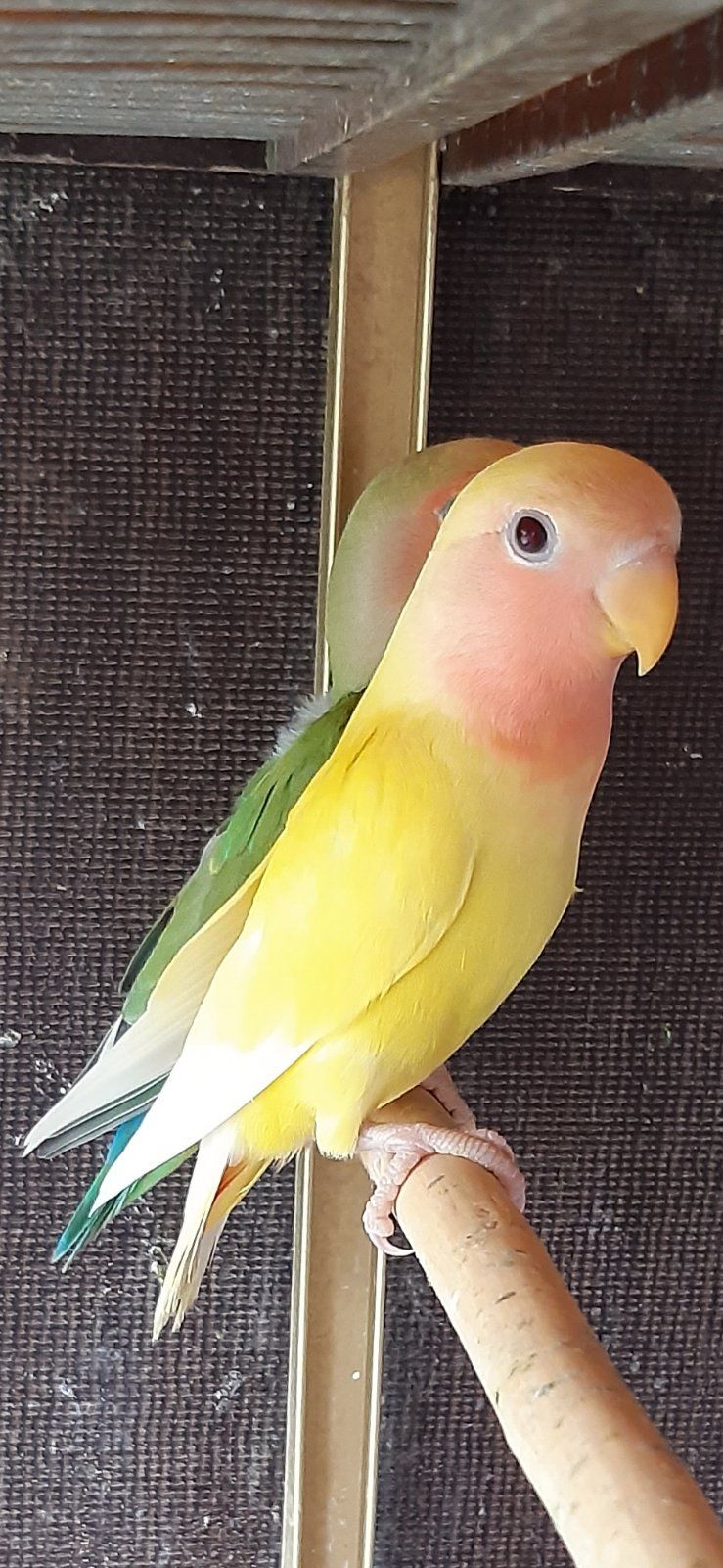 Нерозлучники рожевощокі