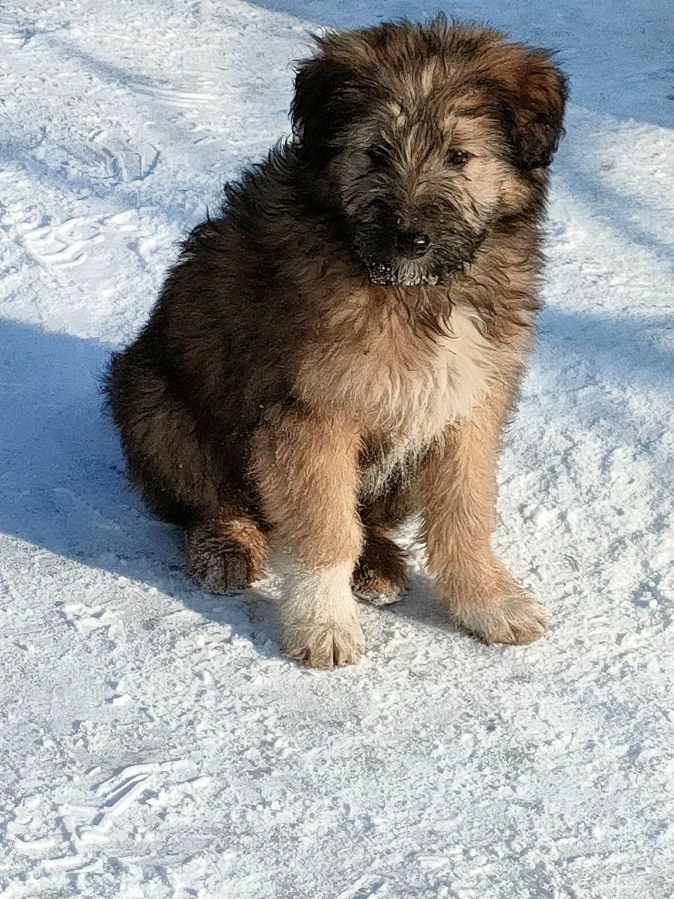Цуценята в добрі руки
