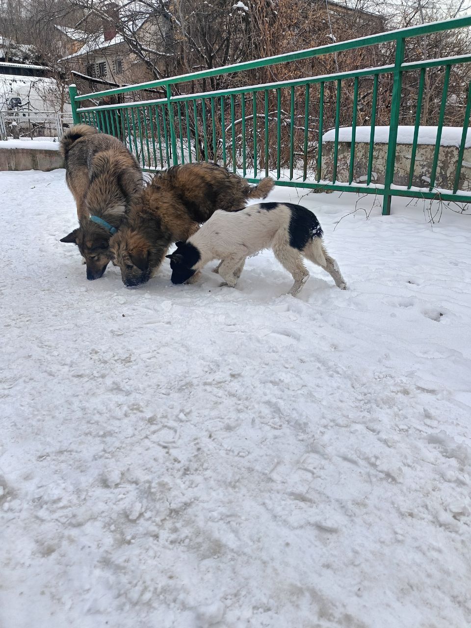 Цуценята в добрі руки
