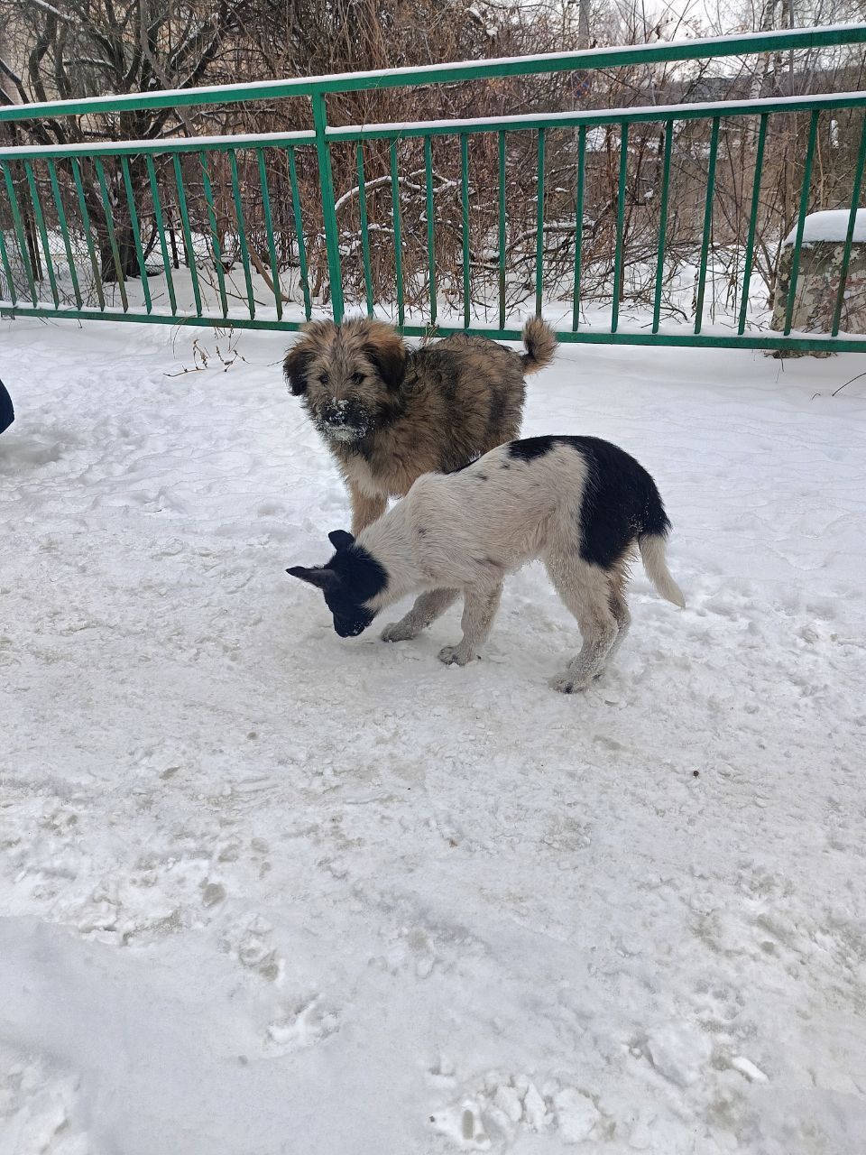 Цуценята в добрі руки