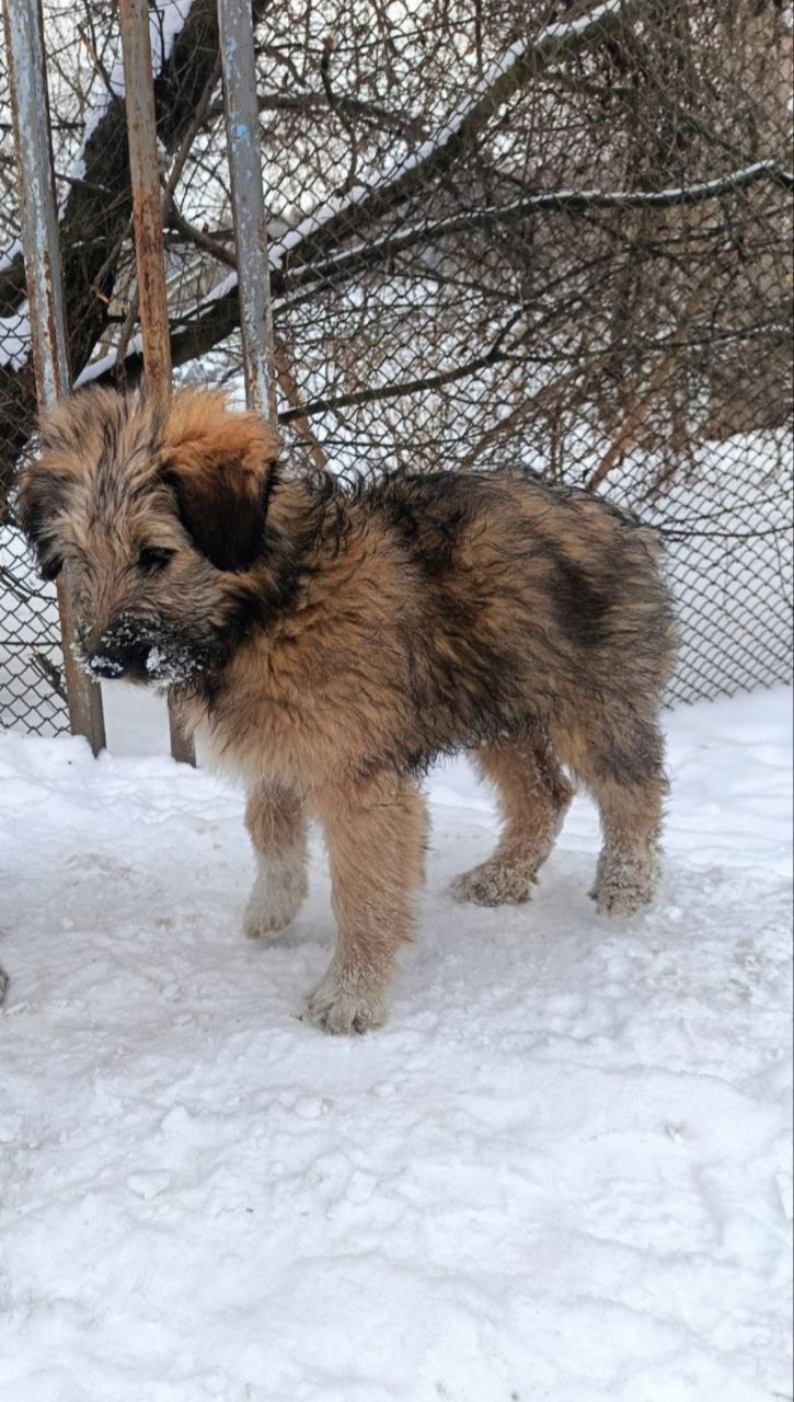Цуценята в добрі руки