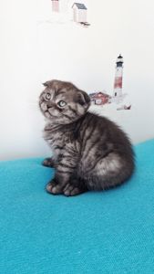 Шотландский висловухий котик хлопчик