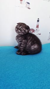 Шотландский висловухий котик хлопчик