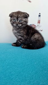 Шотландский висловухий котик хлопчик