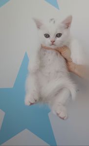 Шотландська прямовуха дівчинка, білого окрасу