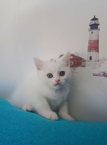 Шотландська прямовуха дівчинка, білого окрасу