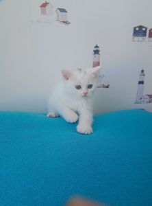 Шотландська прямовуха дівчинка, білого окрасу