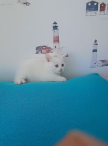 Шотландська прямовуха дівчинка, білого окрасу