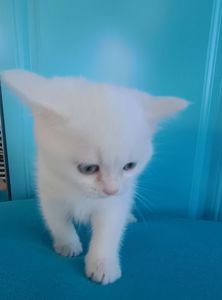 Дівчинка, шотландська прямовуха