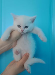 Дівчинка, шотландська прямовуха