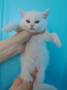 Дівчинка, шотландська прямовуха