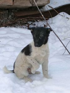 Цуценята в добрі руки