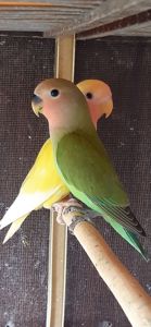 Нерозлучники рожевощокі