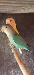 Нерозлучники рожевощокі