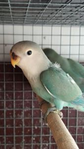 Нерозлучники рожевощокі