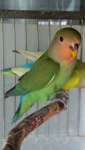 Нерозлучники рожевощокі