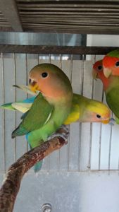 Нерозлучники рожевощокі