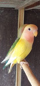 Нерозлучники рожевощокі