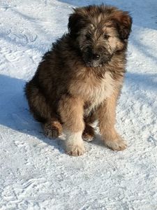 Цуценята в добрі руки