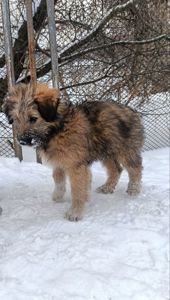 Цуценята в добрі руки