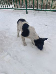 Цуценята в добрі руки