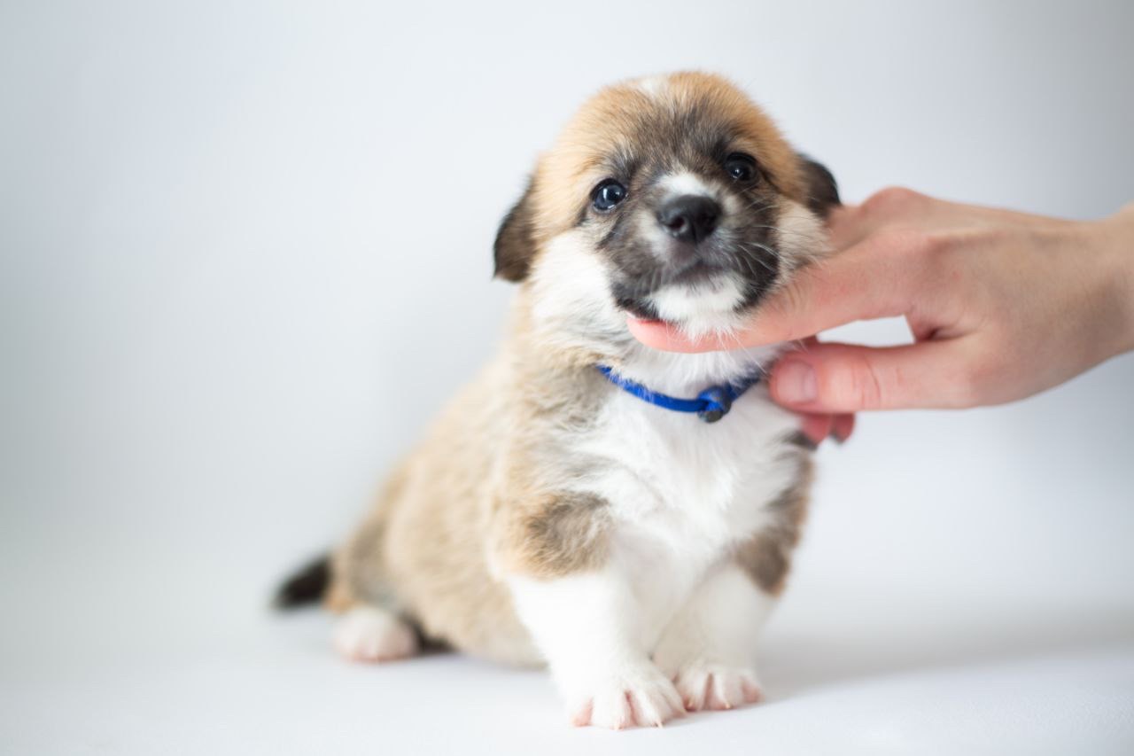 Цуценята коргі