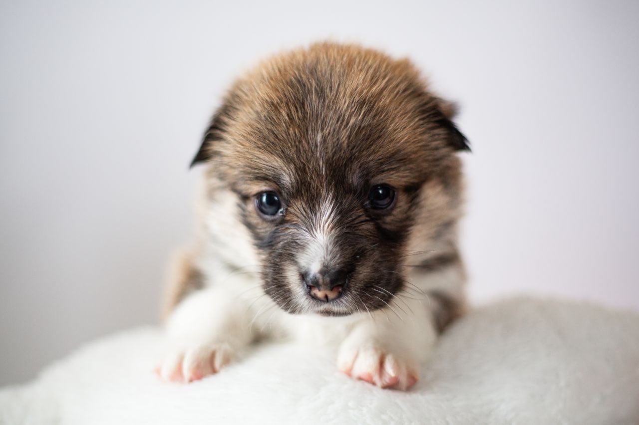 Цуценята коргі