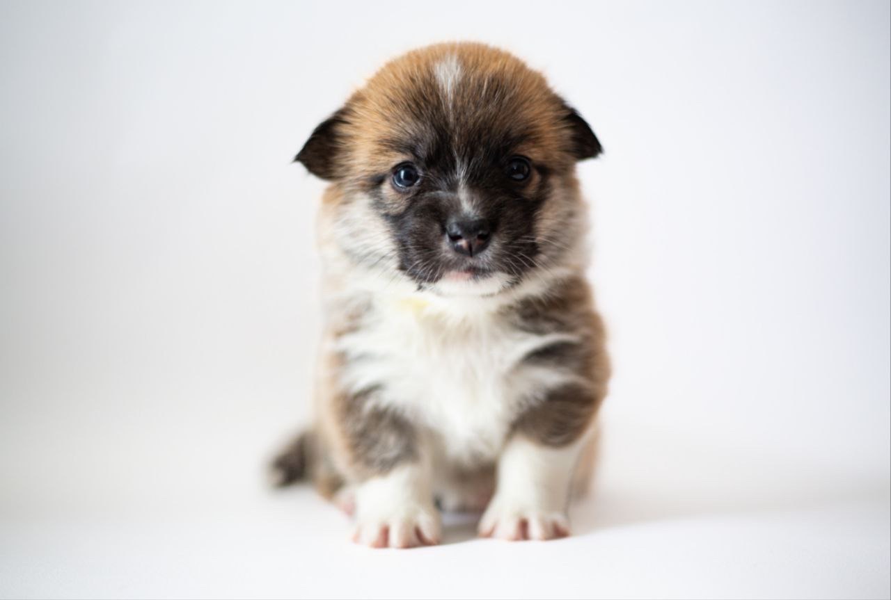 Цуценята коргі