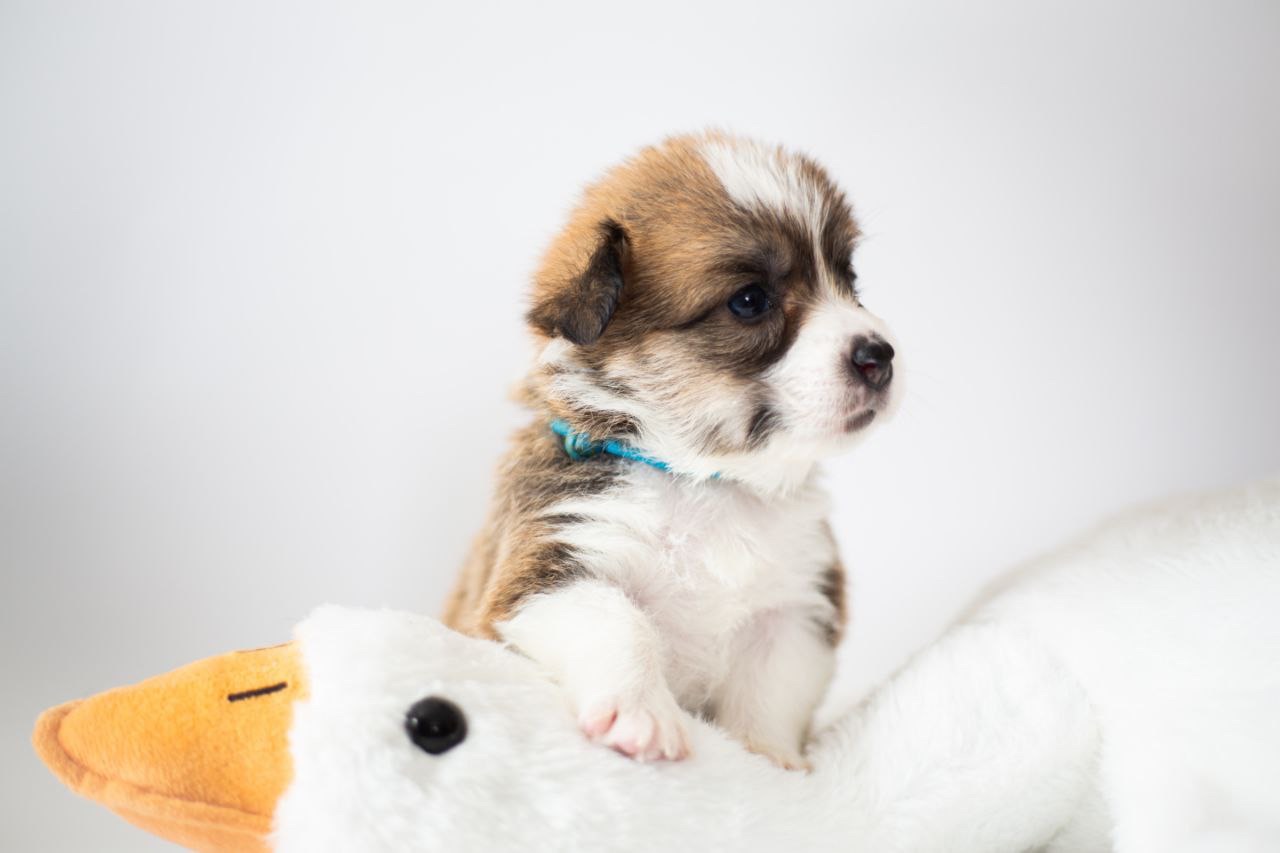 Цуценята коргі