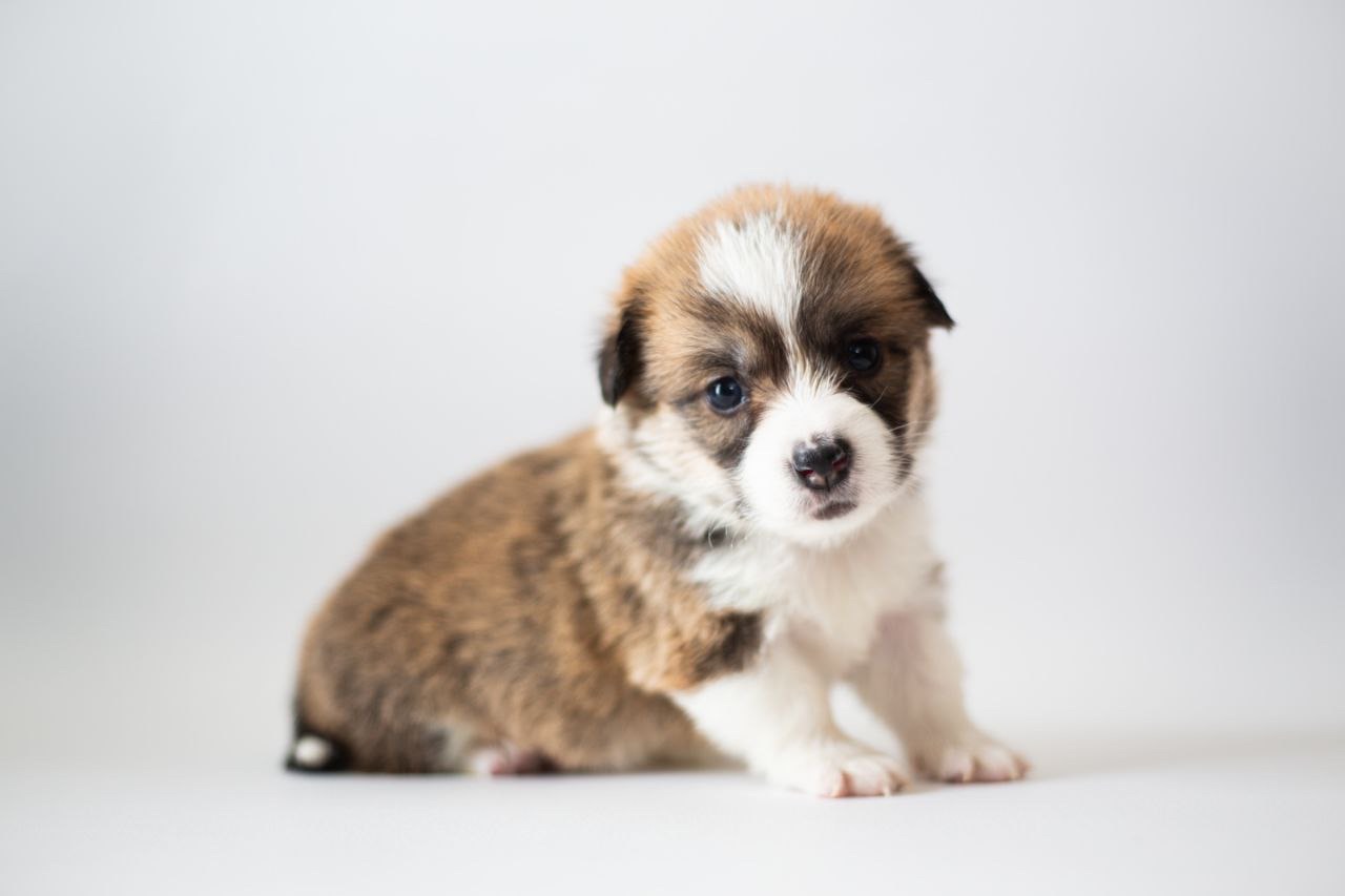 Цуценята коргі