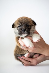 Цуценята коргі