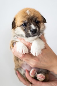 Цуценята коргі